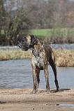 DOGUE ALLEMAND 174